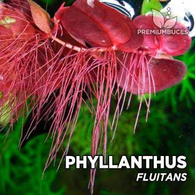 Phyllantus Fluitans planta de acuario