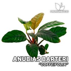 Anubias Barteri "Coffeefolia"
