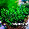 Fissidens Micro musgo de acuario