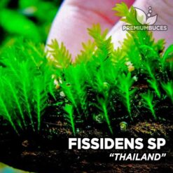 Fissidens Thailand musgo de acuario
