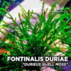 Fontinalis Duriaei "Durieus Quell Moss"