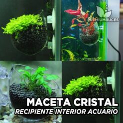Alternative view of Maceta Cristal interior de Acuario Wabi Kusa