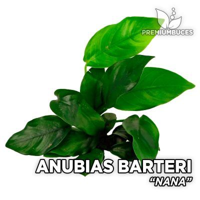 Anubias Nana planta de acuario