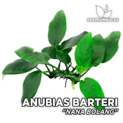 Anubias Nana "Bolang"