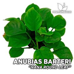 Anubias Barteri "Nana Round Leaf"