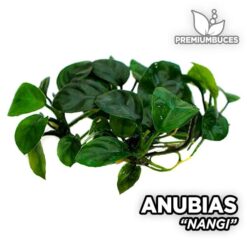 Anubias "Nangi"