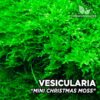 Vesicularia Mini Christmas Moss musgo de acuario