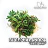 Bucephalandra Biblis Mini planta de acuario