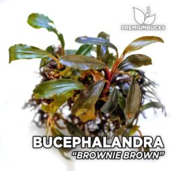 Bucephalandra Brownie Brown planta de acuario