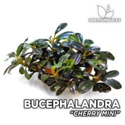 Bucephalandra Cherry Mini planta de acuario