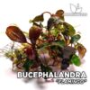 Bucephalandra Flamingo planta de acuario
