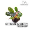 Bucephalandra Hades Mini planta de acuario