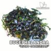 Bucephalandra Micro Catherine planta de acuario