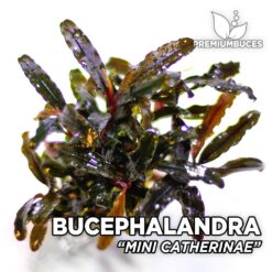 Bucephalandra Mini Catherine planta de acuario