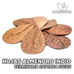 Hojas Almendro Indio 10/15cm Terminalia Catappa 10 Unidades