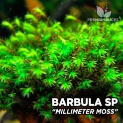 Barbula Millimeter Moss musgo de acuario