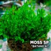 Batang Moss Ai musgo de acuario