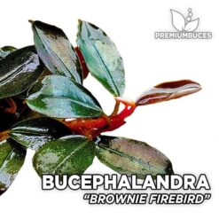 Bucephalandra Brownie Firebird planta de acuario