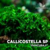 Callicostella Pancuraji musgo de acuario