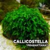 Callicostella Prabaktiana musgo de acuario