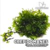Crepidomanes Malabaricum