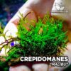 Crepidomanes Malibu