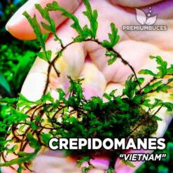 Crepidomanes Vietnam