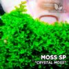 Crystal Moss musgo de acuario