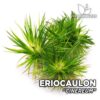 Eriocaulon Cinereum planta de acuario