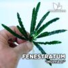 Fenestratum Mulyadi planta de acuario