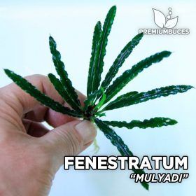 Fenestratum Mulyadi planta de acuario