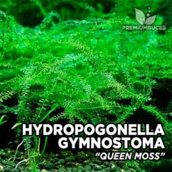 Hydropogonella Gymnostoma Queen Moss musgo de acuario