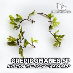 Crepidomanes sp. "Calicut" - Hymenophyllaceae sp. Wayanad