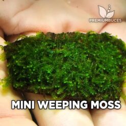 Mini Weeping Moss musgo de acuario