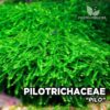Pilotrichaceae Pilo Moss musgo de acuario