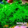 Pirenopolis Moss musgo de acuario