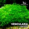 Vesicularia Anchor Moss musgo de acuario