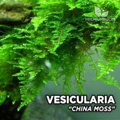 Vesicularia China Moss musgo de acuario