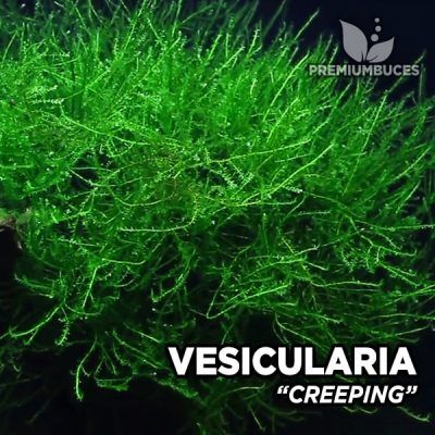 Vesicularia Creeping Moss musgo de acuario