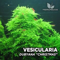 Vesicularia Dubyana Christmas Moss musgo de acuario