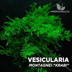 Vesicularia Montagnei Krabi musgo de acuario