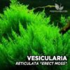 Vesicularia Reticulata Erect Mossmusgo de acuario