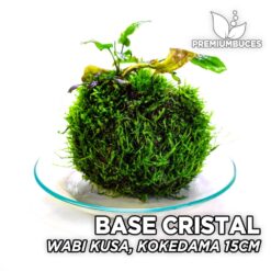 Alternative view of Base de cristal circular para Wabi Kusa, Kokedama 15cm
