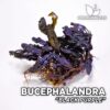 Bucephalandra Black Purple planta de acuario