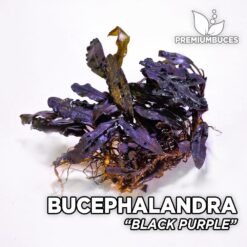 Bucephalandra Black Purple planta de acuario