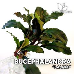 Bucephalandra Lalina planta de acuario
