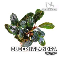 Bucephalandra Maia planta de acuario