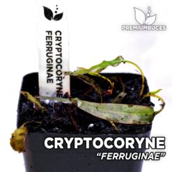Cryptocoryne Ferruginae planta de acuario