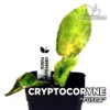 Cryptocoryne Fusca planta de acuario