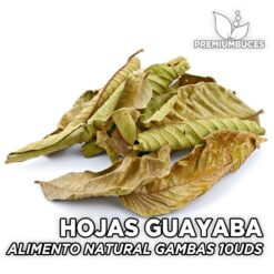 Hojas de Guayaba - Alimento natural para gambas 10 Unidades